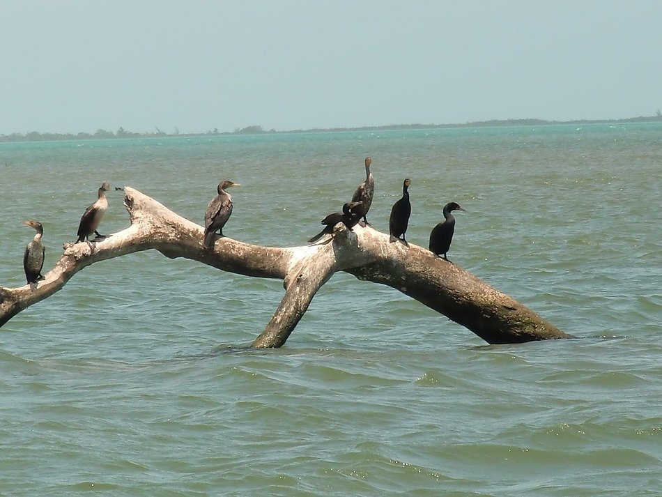 sea birds on the snag