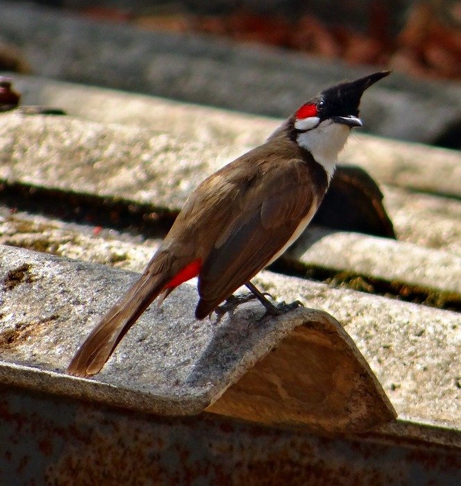 mustache bulbul on a board