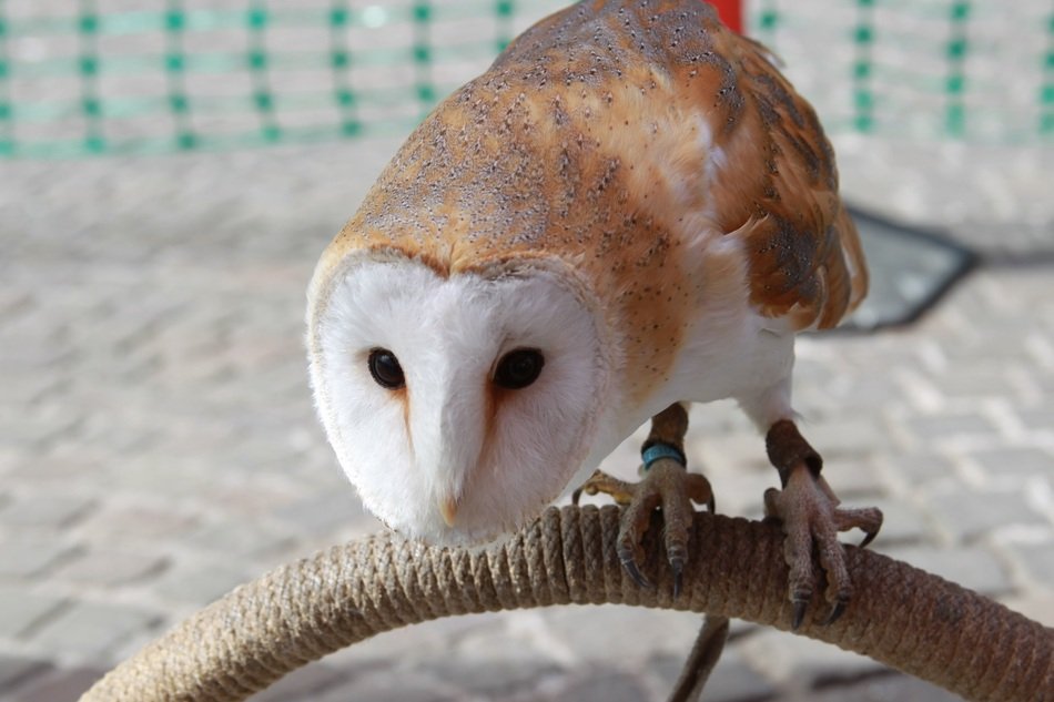 barn owl on perch
