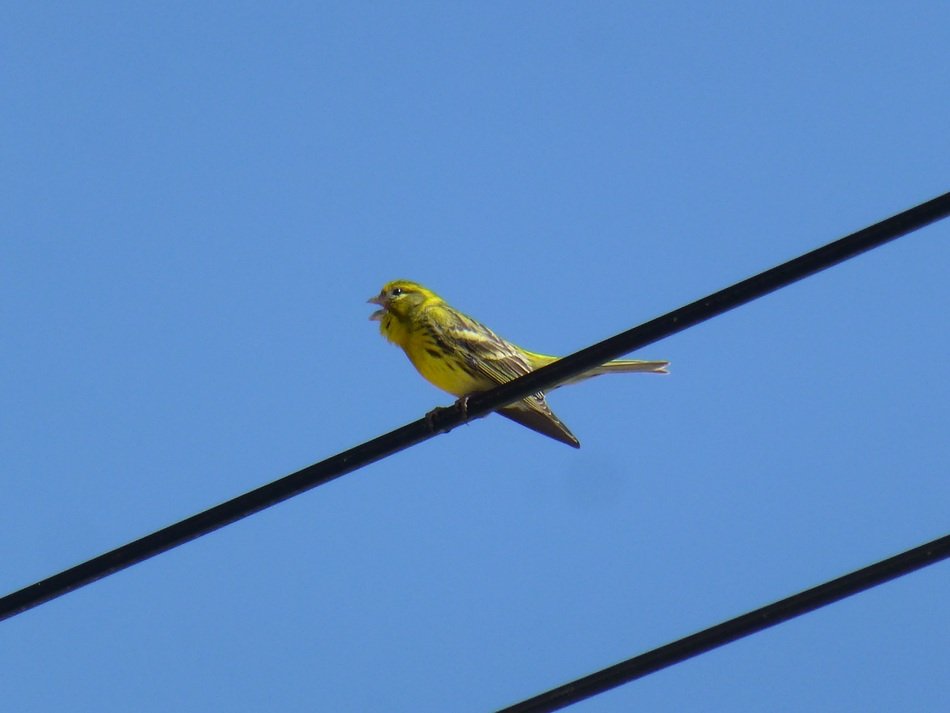 Picture of Passerines Bird