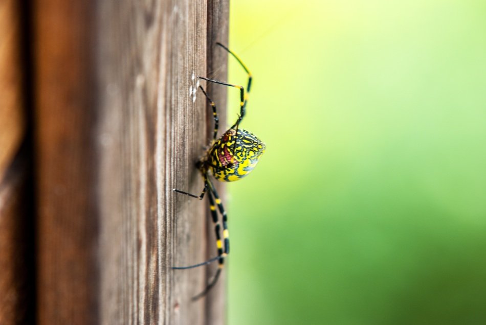 macro view of Green and black spider on wood