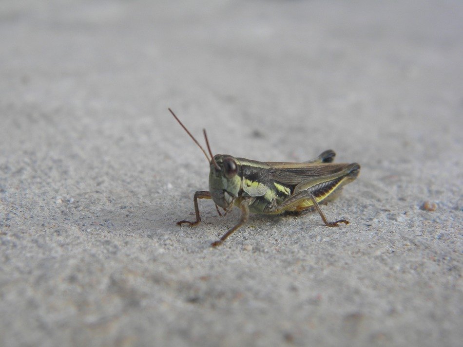 grasshopper on the pavement close-up on blurred background