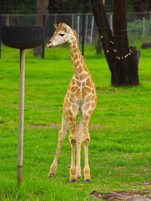 baby giraffe on green grass in the paddock