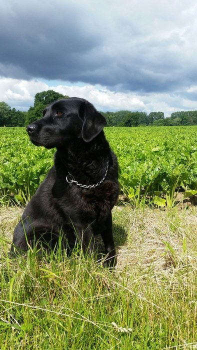 black Dog sits in front of green Field at Summer
