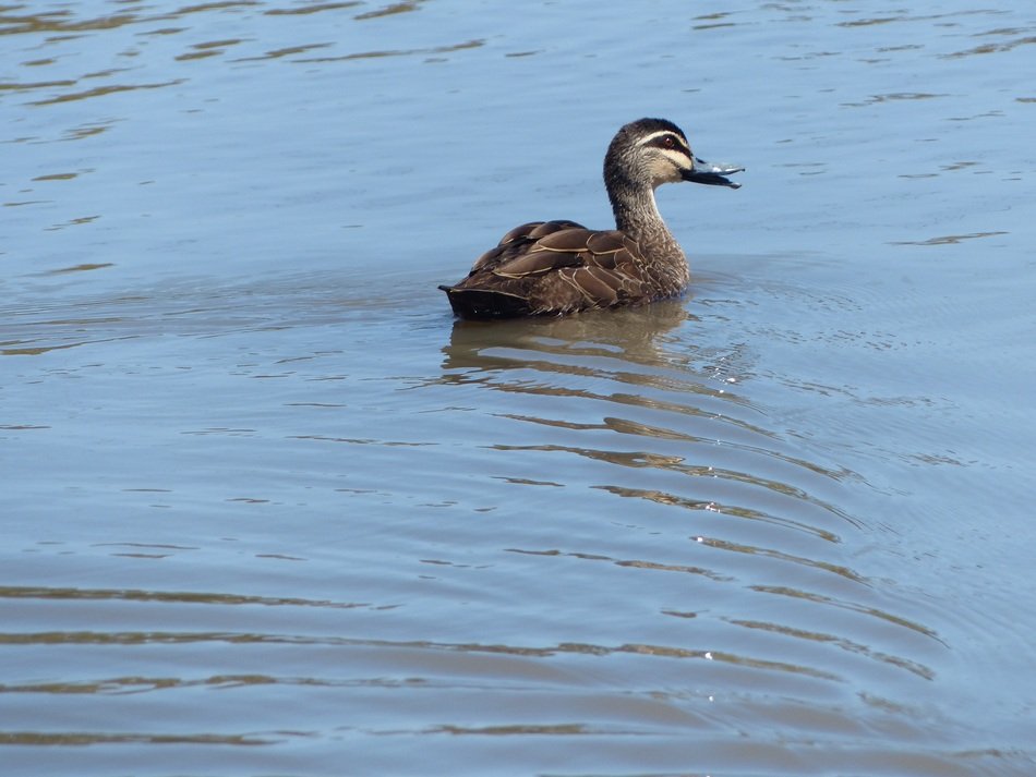 duck on the surface of the water