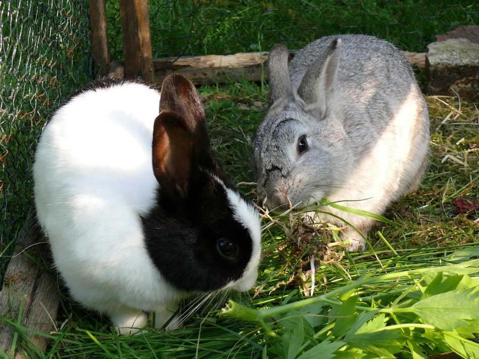 dwarf rabbits eating grass