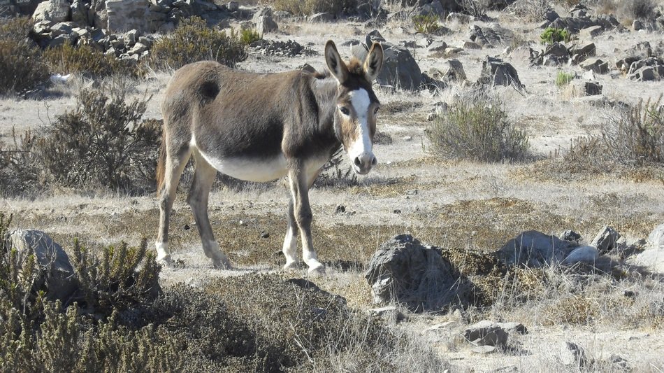 donkey among the mottled field