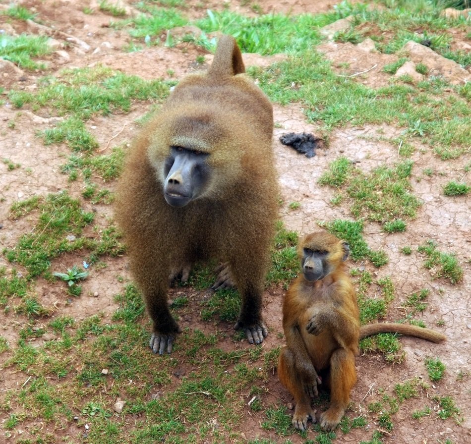 Macaco Animal