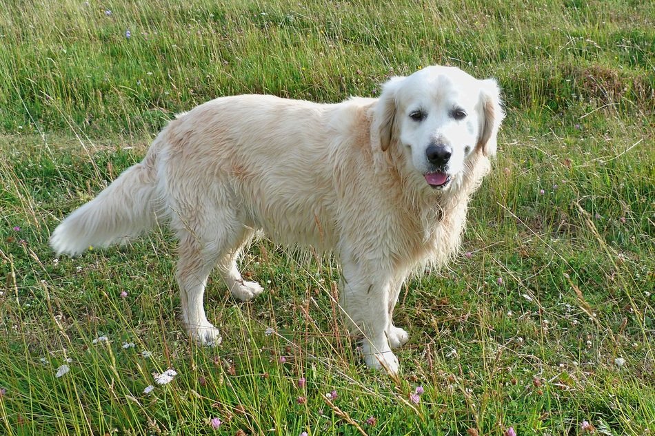 picture of the white labrador doggie