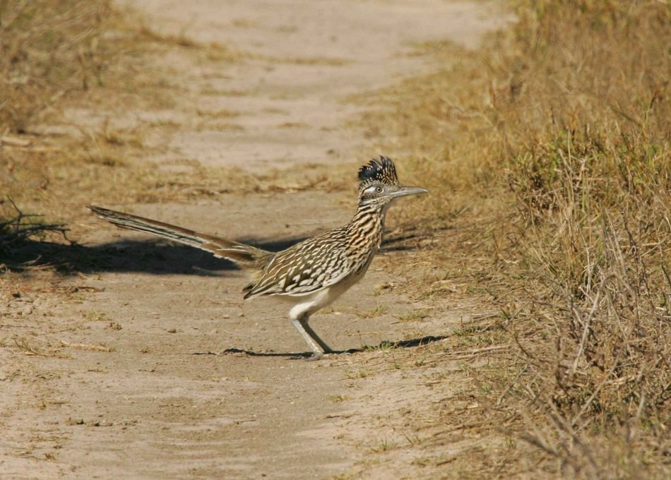 californianus