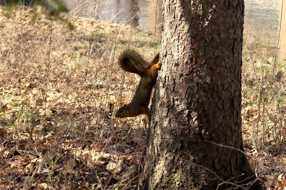 squirrel climbing on the tree in the forest