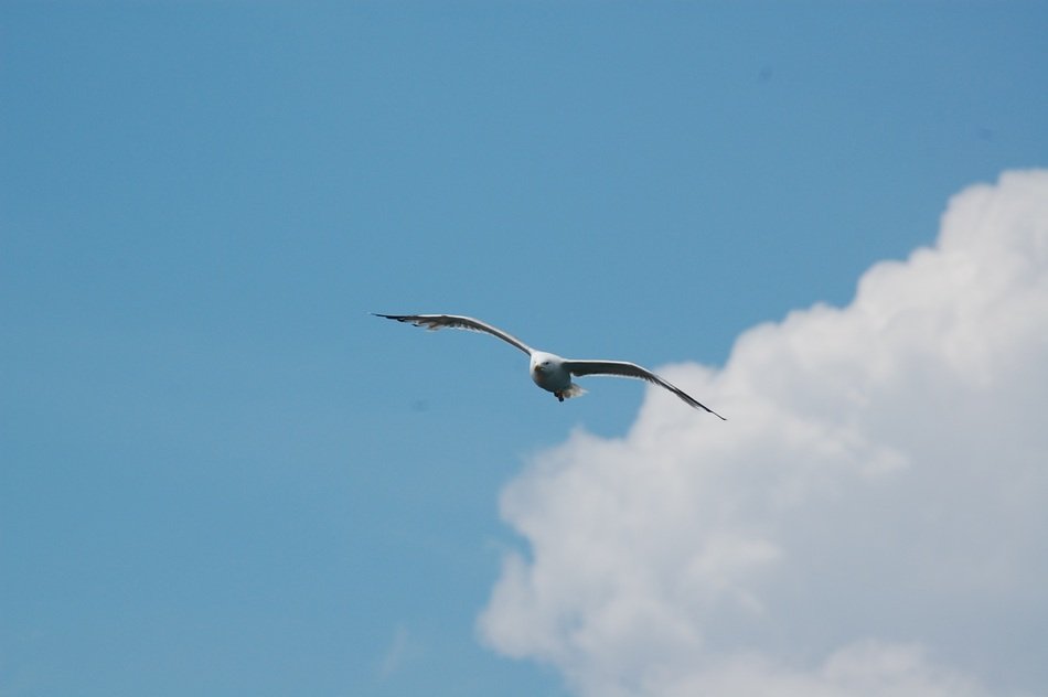 seagull on a background of fluffy cloud