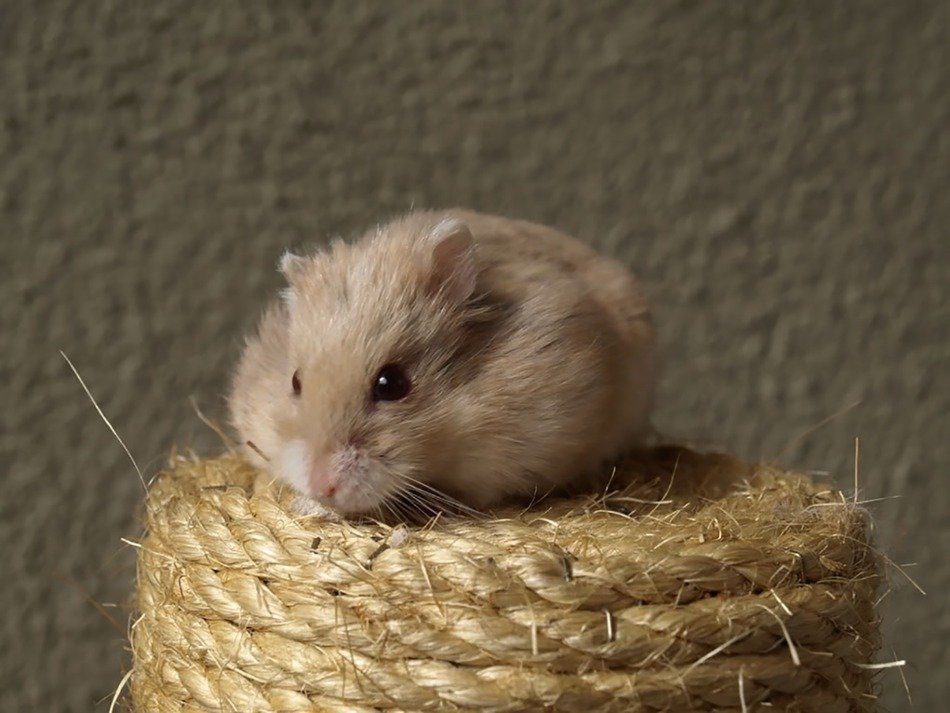 Beautiful, cute and colorful hamster on twine rope