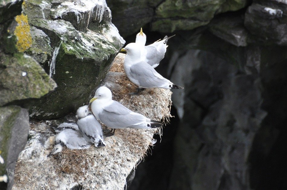 nest of seagulls