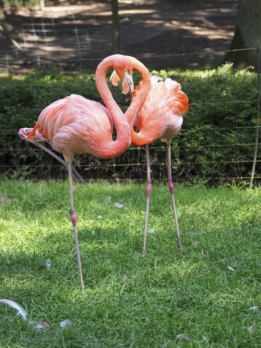 Pink flamingos on the grass