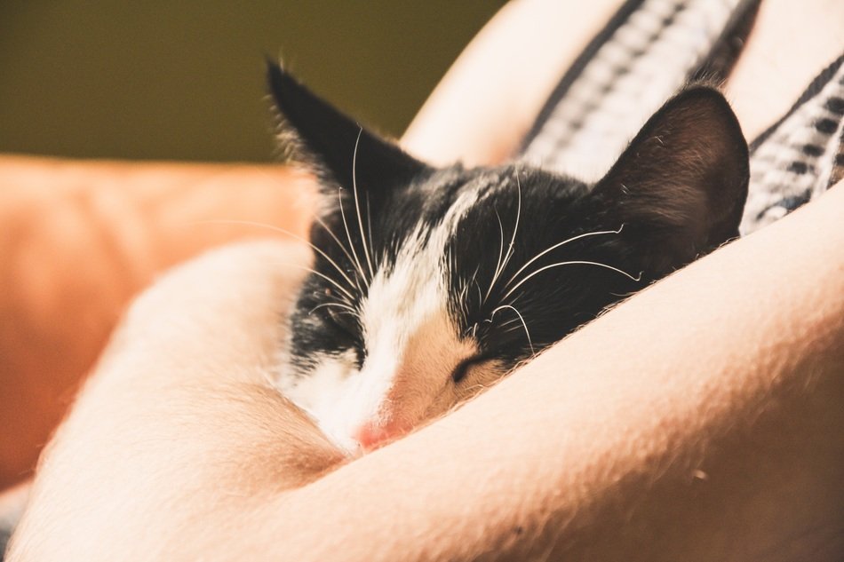domestic cat sleeping in owner's hands
