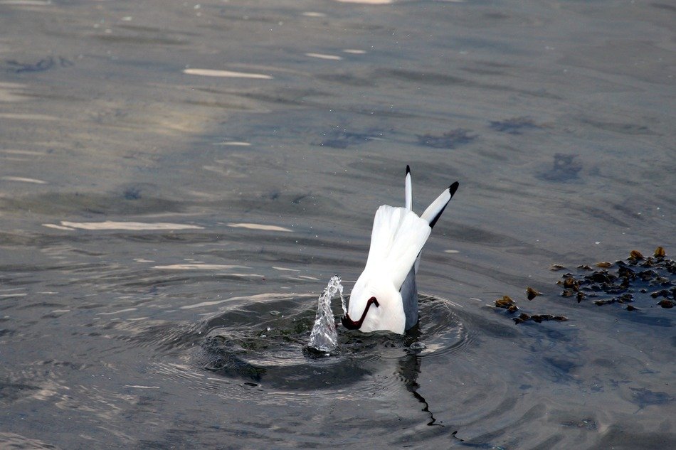 seagull dives into the lake