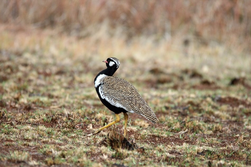 southern black korhaan in the wild
