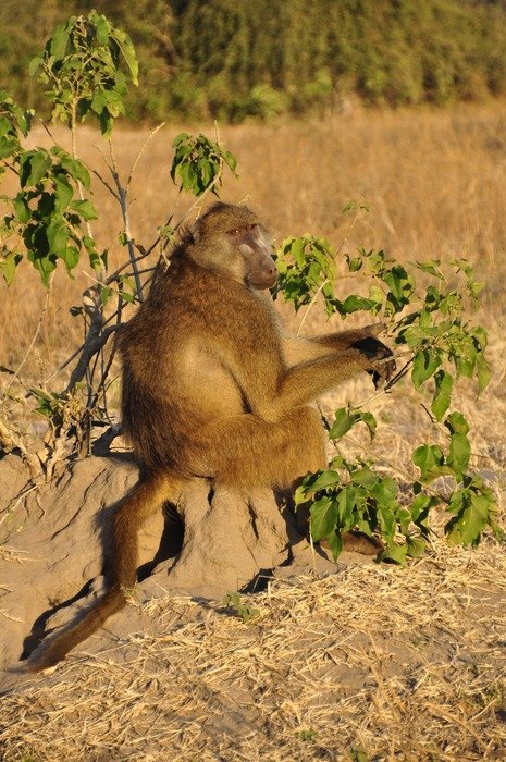 sitting baboon in Botswana