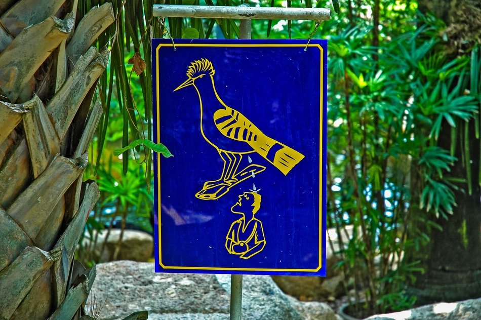 sign bird poops on the head of a man