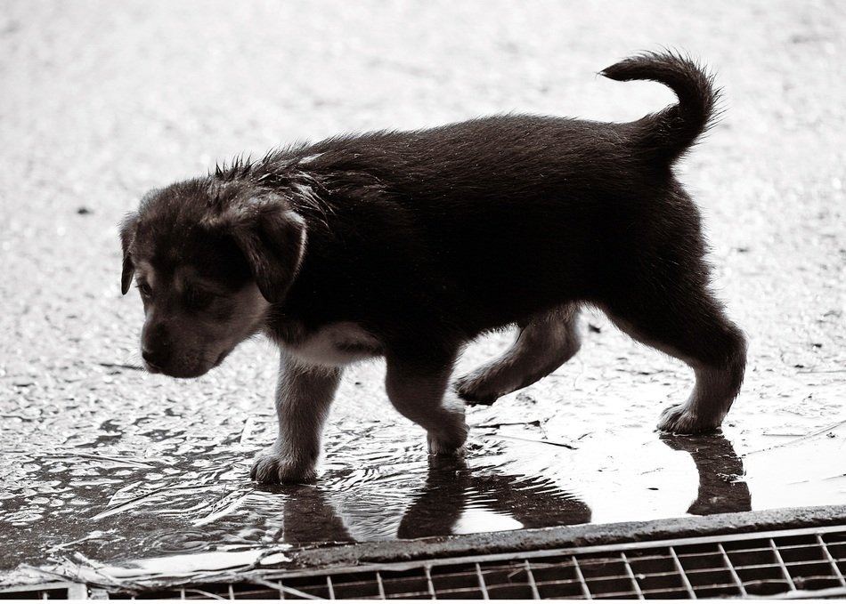 Puppy under the rain