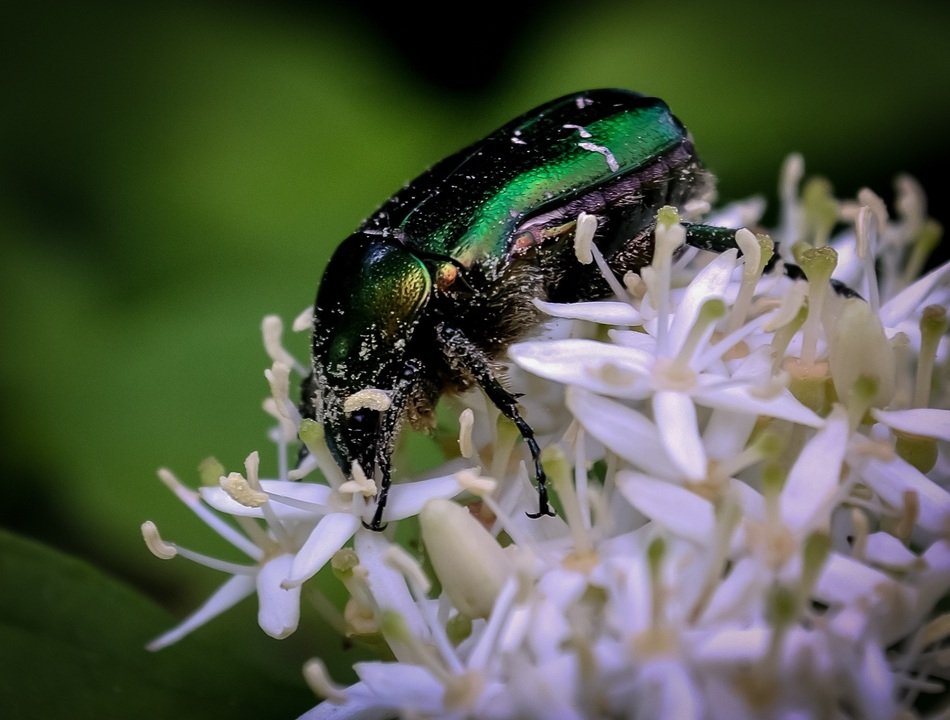 Shiny Bug