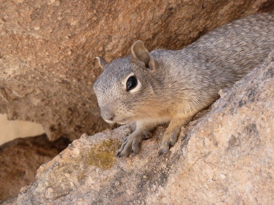 gopher among stones in the desert close up