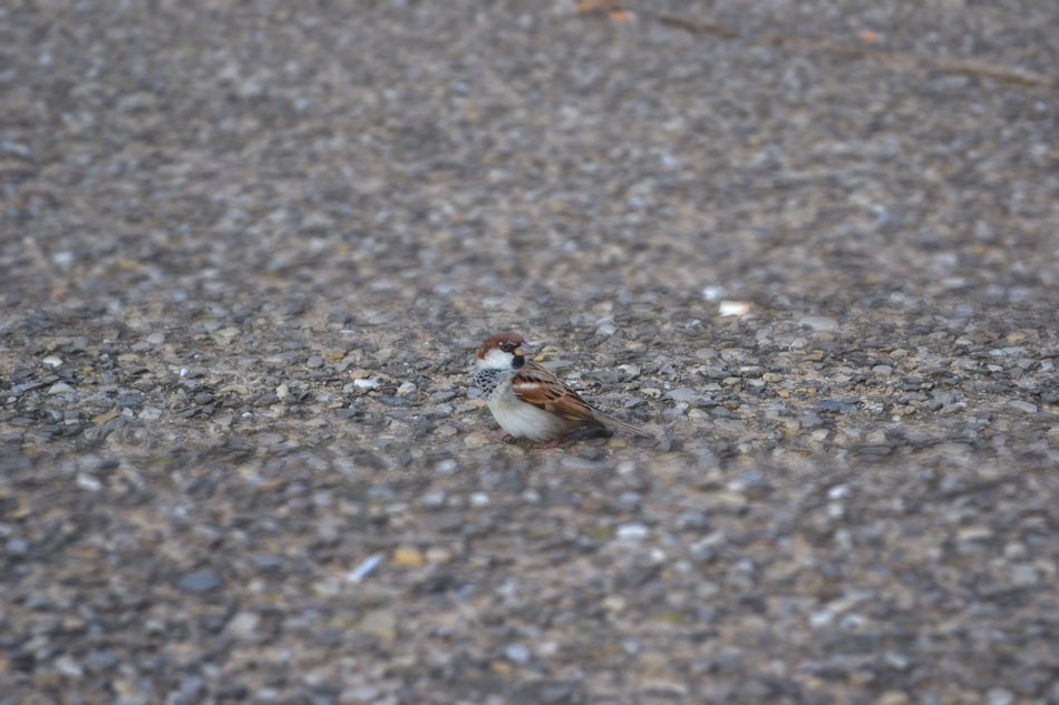 sparrow on pebbles