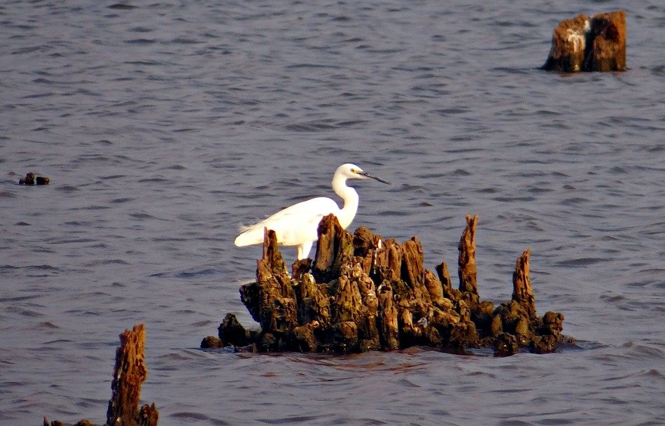 Egretta Garzetta, india