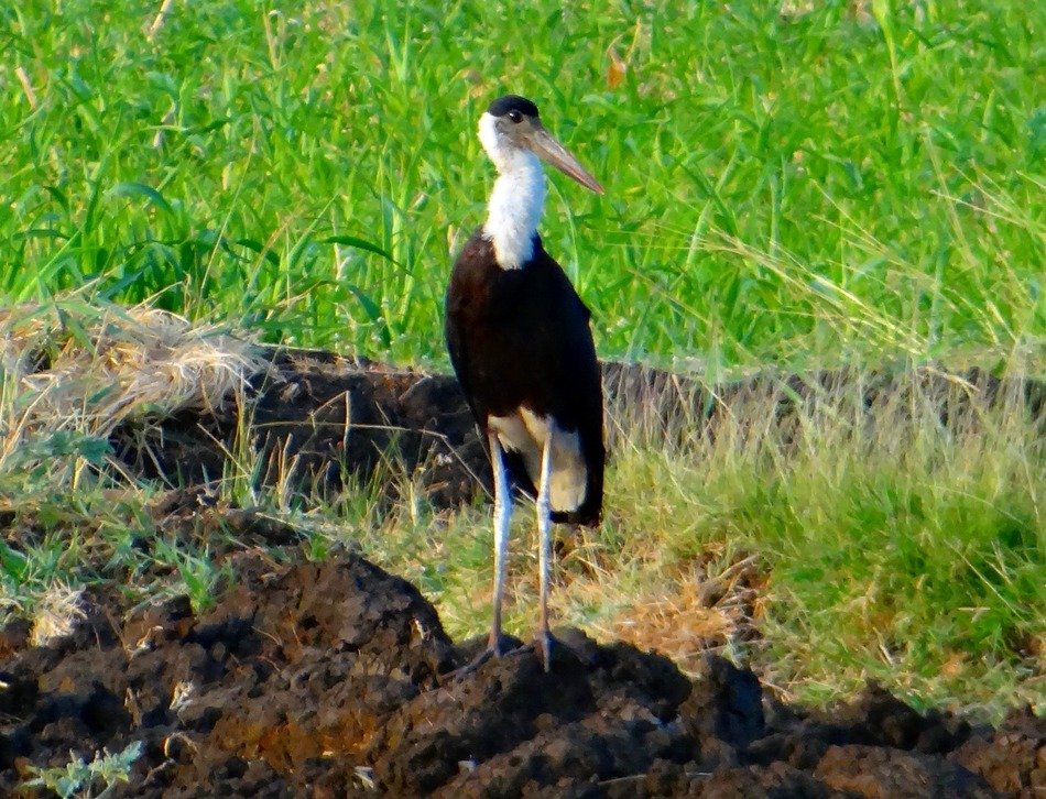 white-necked stork in india