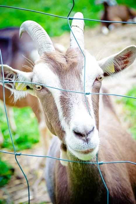 Domestic goat with two horns