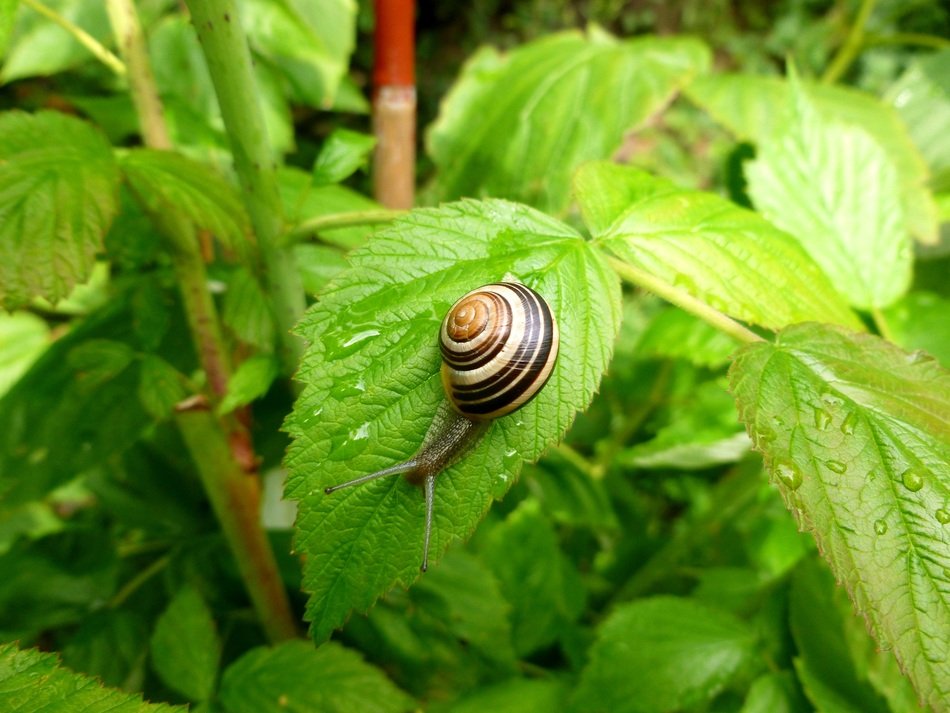 Wirbellos Snail