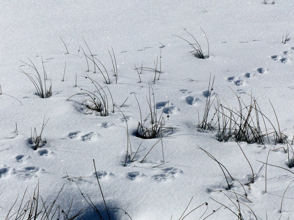 animal tracks and dried grass on snow