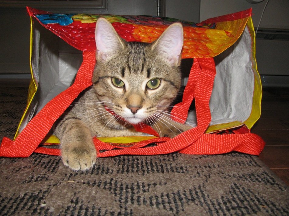 the domestic cat got into the bag