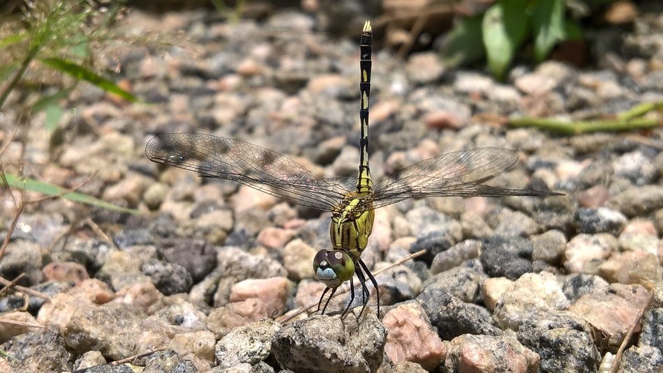 Dragonfly on the stone in the forest