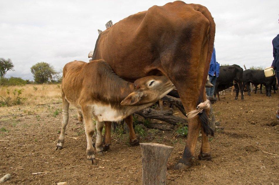 Colorful, beautiful and cute animals on the farm