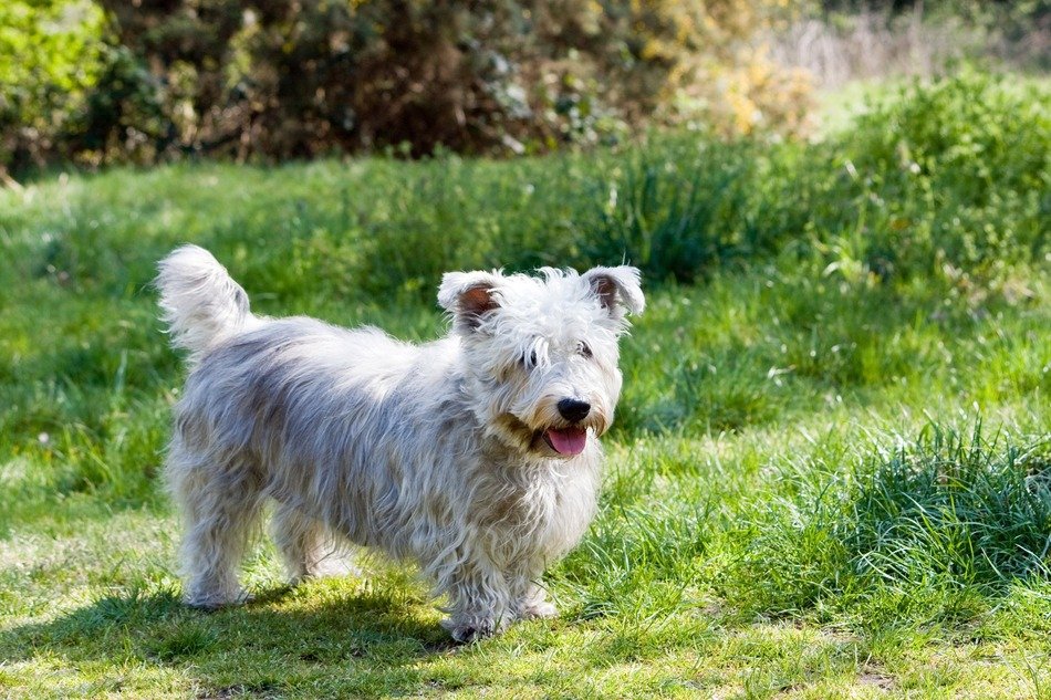 Glen of Imaal Terrier outdoor