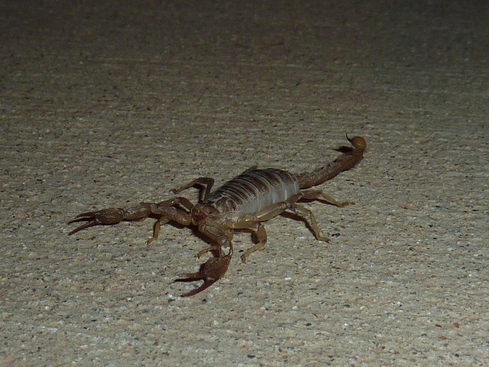 toxic scorpion in the night