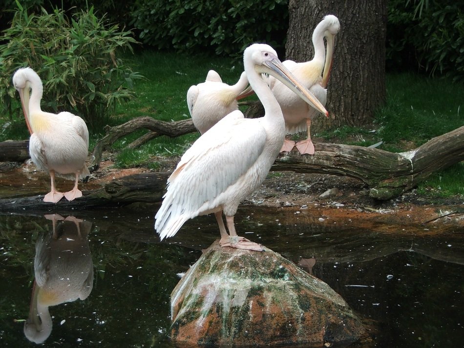 white Pelikans at Water in Zoo