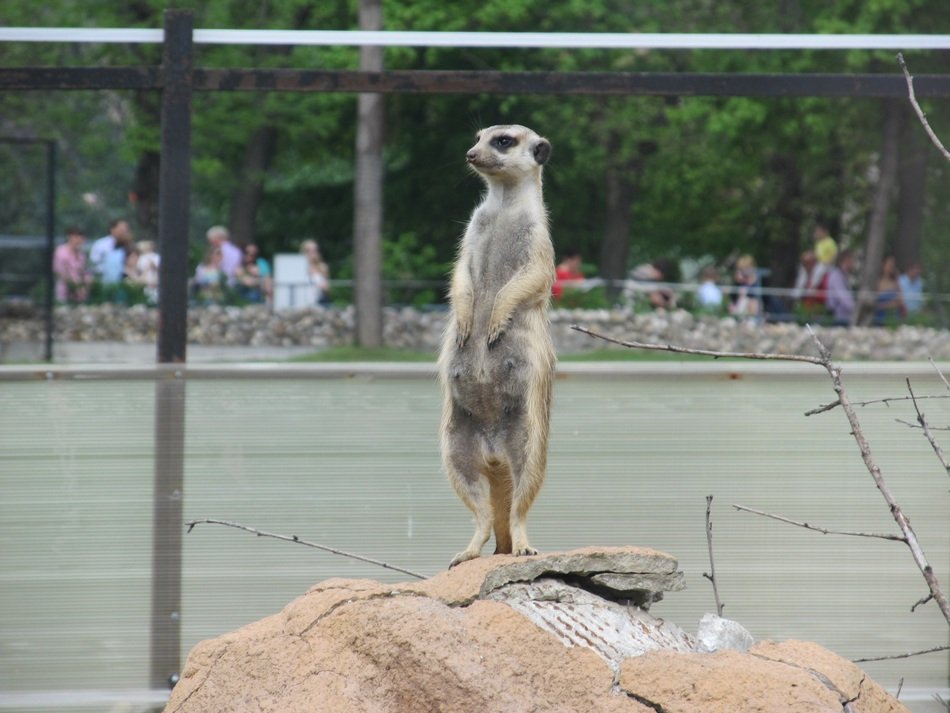 Surrikatov Animal