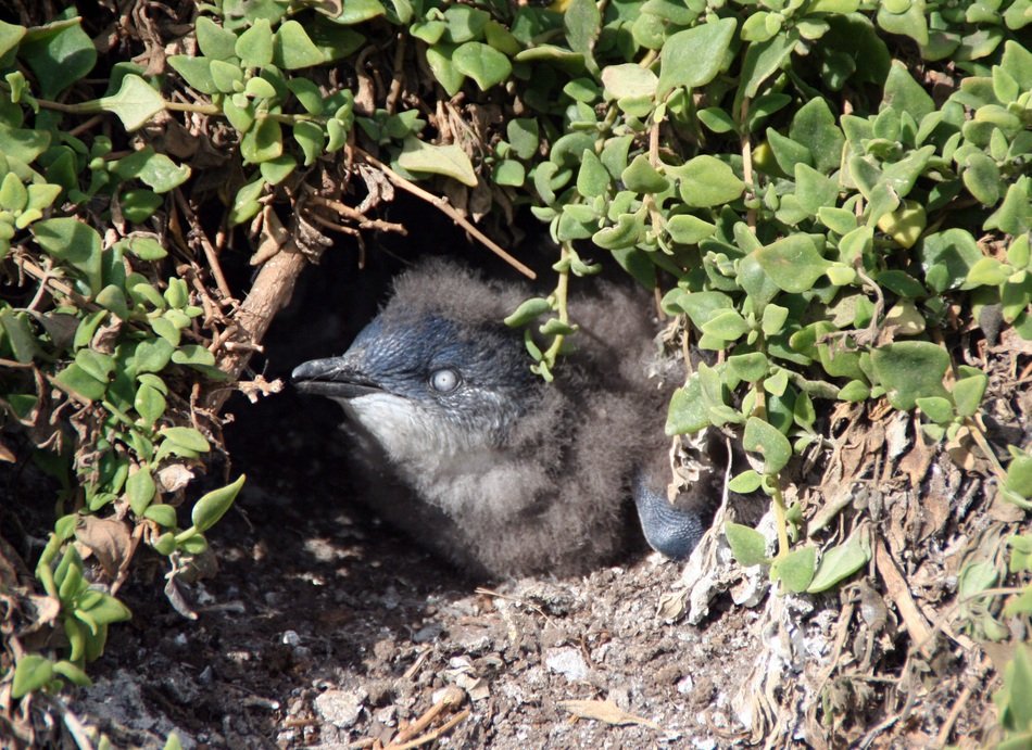 portrait of Young Penguin in Nest
