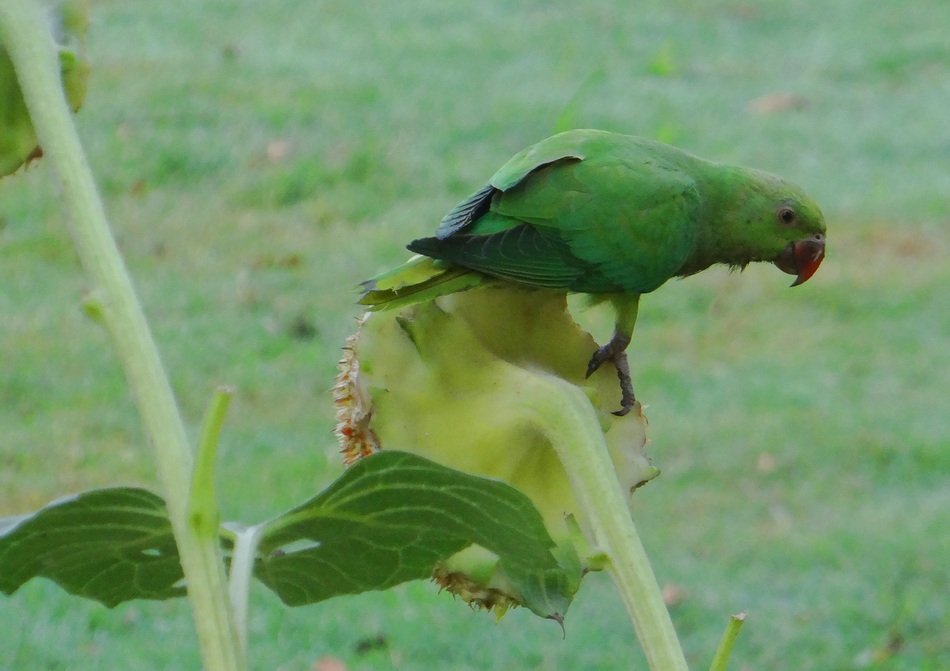 ring-necked parakeet in wildlife