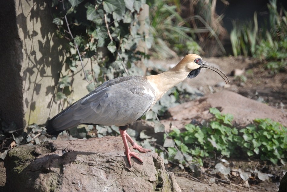 Buff-Necked Ibis