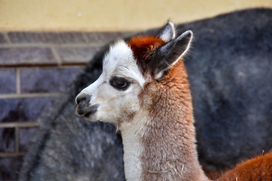 Alpaca Vicugna Pacos head closeup