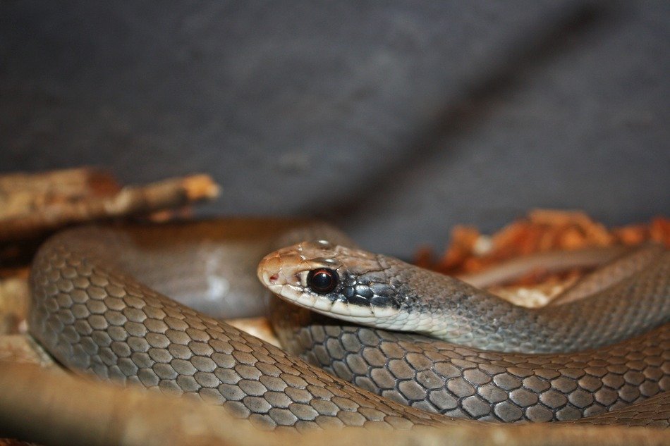 attractive Snake