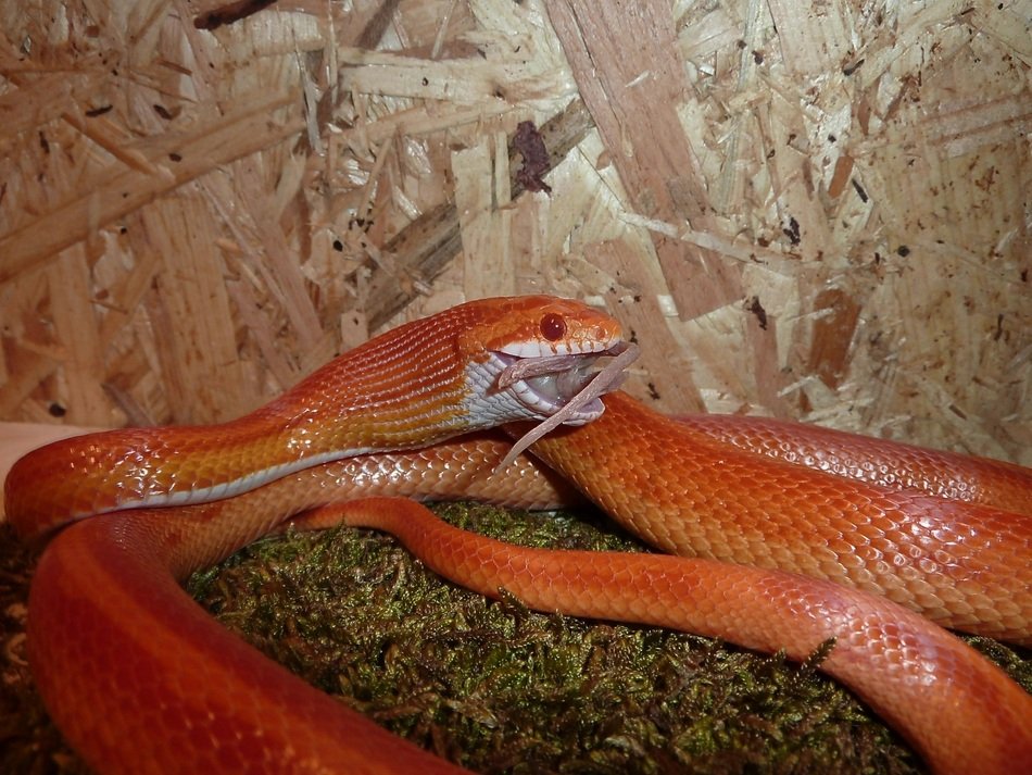 corn snake near the wall