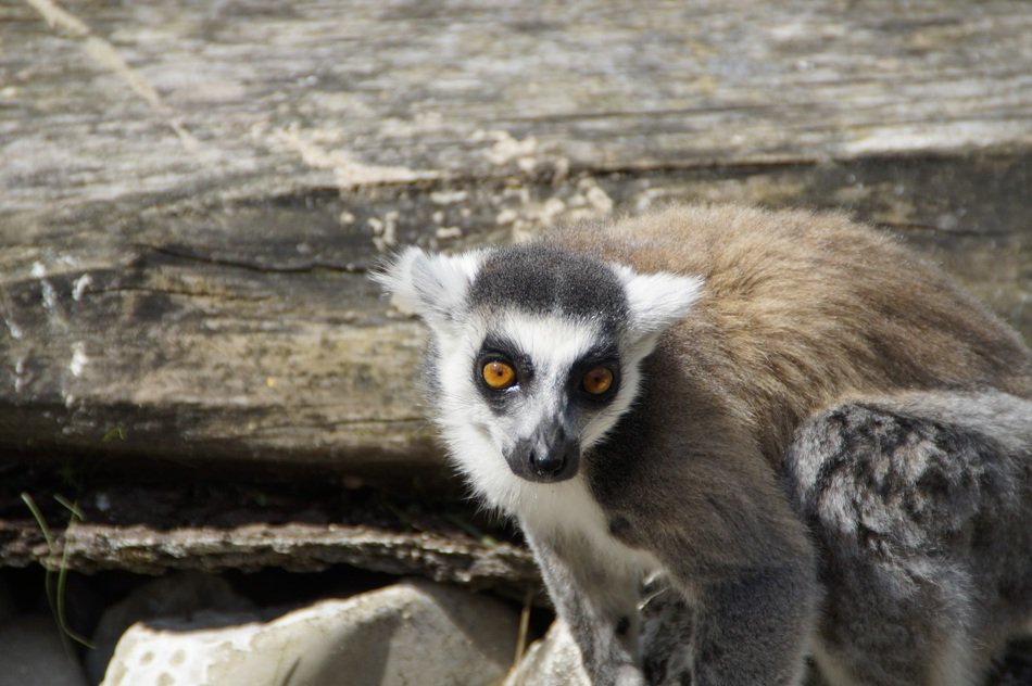 funny ring tailed lemur