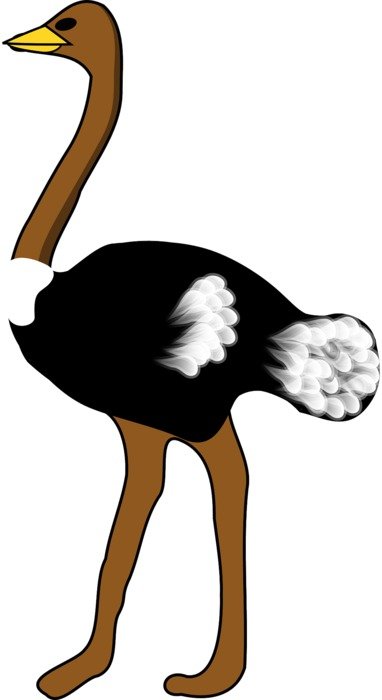 standing Ostrich, drawing