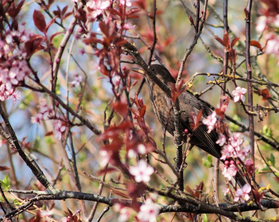 Blackbird Cherry Blossoms