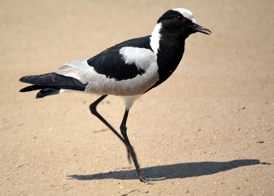 lapwing in Kruger park in Africa